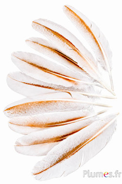 Pavone viola - 25-35 cm - crema-bruno 